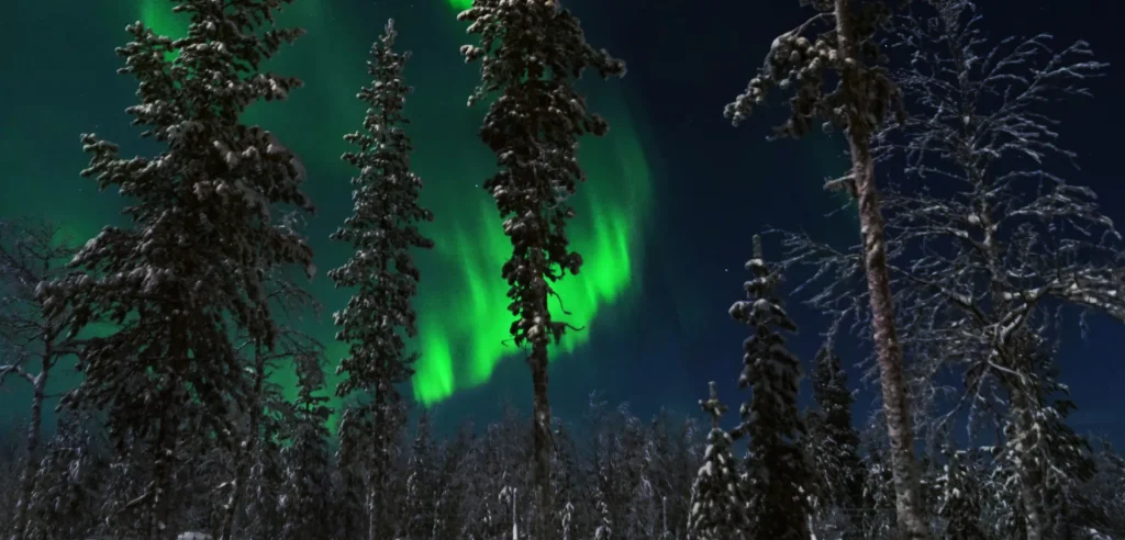 Revontulia talvisen metsän yllä.