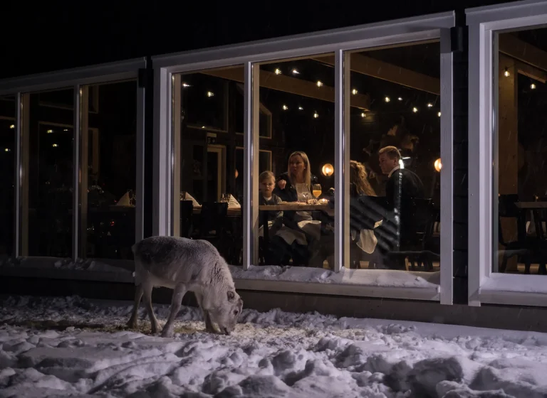 A family having dinner in the Northern Lights Ranch restaurant look at a reindeer calf outside the restaurant window.